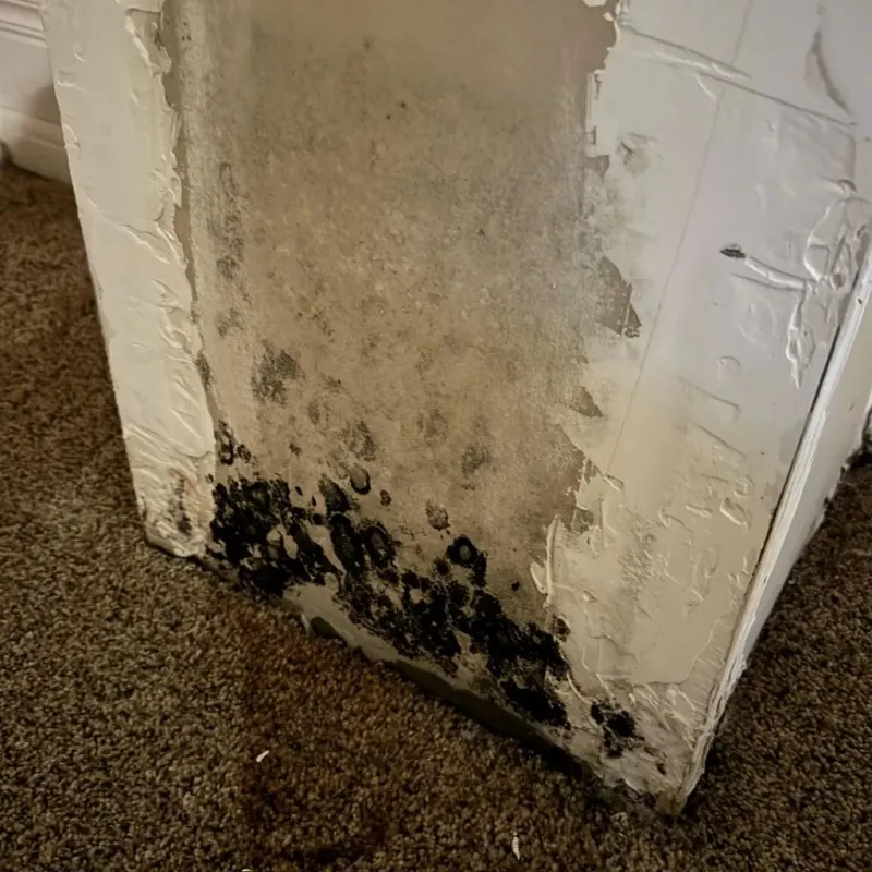 Professional Mold Removal in Union City, OK